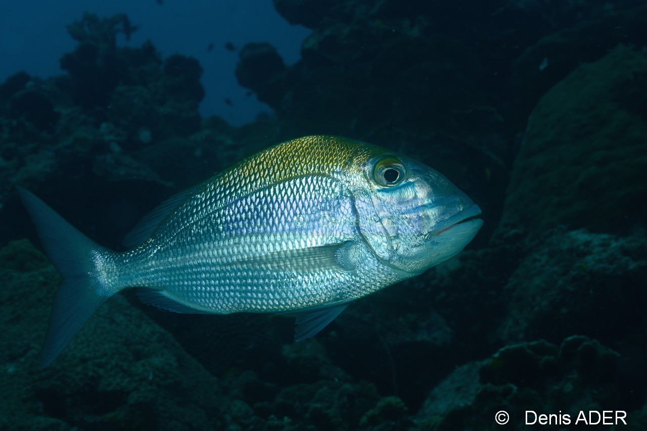 Calamus bajonado Daubenet trembleur-Bonaire Buddy reef-36m-20180219-Denis-ADER-DSC_6908_tn.jpg